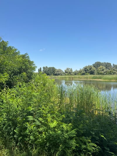 The image depicts a serene natural landscape with a body of water, likely a river or a lake, under a clear blue sky. Lush green vegetation, including trees and reeds, lines the shore. The water reflects the surrounding greenery and the sky, creating a tranquil atmosphere. The scene is characteristic of the natural environment found in and around Chykalivka, Ukraine, which is known for its scenic beauty and proximity to water bodies and green spaces. There are no people or animals visible in the image, focusing solely on the natural elements of the environment.