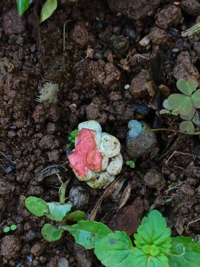 In a close-up shot of soil, a cluster of small, round, off-white fungi are partially covered with a bright red patch. Green plants with rounded leaves grow nearby, along with a three-leaf clover. Bits of decaying matter, pebbles, and plant debris are scattered across the soil surface. The overall scene is damp and earthy.
