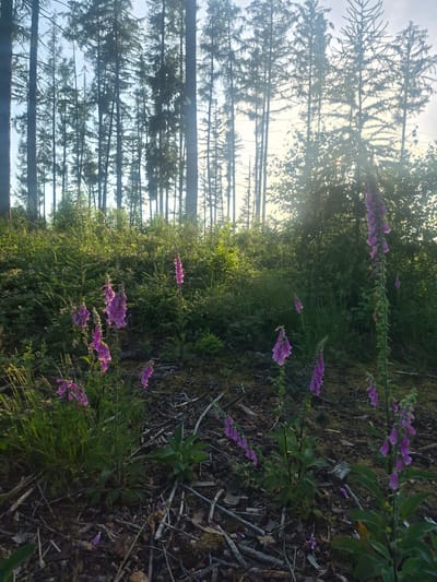 The image depicts a sun-dappled forest floor with several foxglove plants in bloom, their purple flowers standing tall. The setting is a woodland area, characterized by tall evergreen trees silhouetted against the sky and a carpet of fallen leaves and twigs. The overall impression is one of natural beauty and tranquility, possibly in a rural or semi-rural environment. The specific location in Bergneustadt, Germany is not explicitly visible in the image itself but is provided as context. There are no people or animals visible in the frame, nor any actions or interactions taking place.