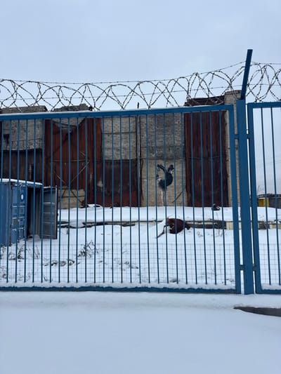 A building exterior with a blue barred gate and barbed wire topping is shown at an angle. The building has a mix of brown wood and gray concrete. A stenciled rat graphic is visible on the wall, along with a bird perched on the gate. Snow covers the ground on the right side. Several blue containers are stacked at the bottom.