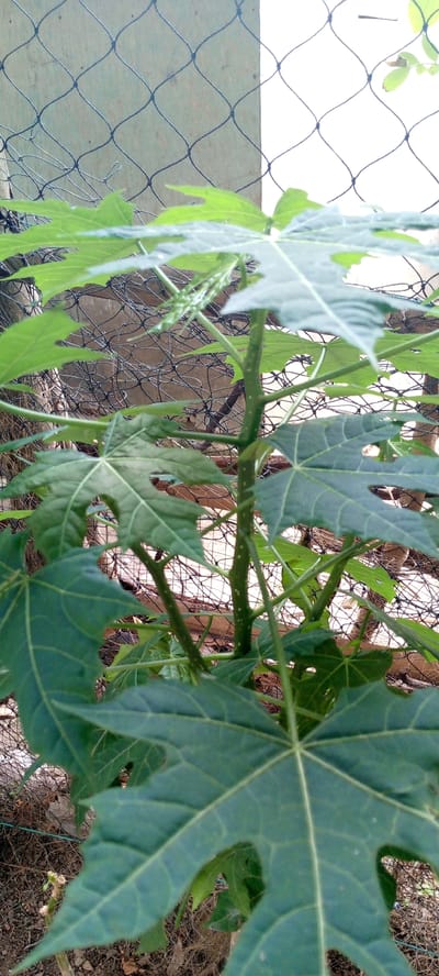 The image depicts a close-up view of a plant, likely a papaya tree, with large, deeply lobed green leaves. The plant is growing outdoors, and a black net fence is visible in the background, partially obscuring a wooden fence and a light-colored wall. The ground appears to be soil with some dry debris. The lighting suggests it is daytime, possibly overcast, as there are no strong shadows. The plant is healthy and vibrant green, with visible veins on its leaves. The overall scene suggests a garden or yard setting in a tropical or subtropical environment, consistent with locations in Uleemeuria, Indonesia.
