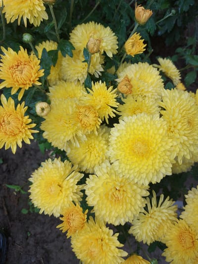 The image displays a close-up, overhead view of a cluster of vibrant yellow chrysanthemums in a garden setting. The flowers are in various stages of bloom, with some fully open and others as buds. Small water droplets are visible on the petals, suggesting recent rain or watering. The background consists of dark green foliage and dark soil. No people or specific landmarks of 1-мая, Kyrgyzstan are identifiable.