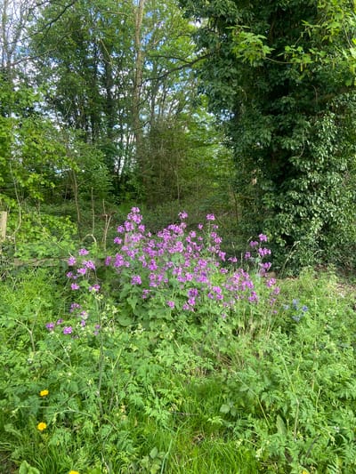 The image shows a lush, overgrown natural area, likely within a park or undeveloped space in Broxbourne, United Kingdom. The scene is dominated by various shades of green vegetation, including mature trees creating a canopy overhead, dense ivy covering sections, and a variety of herbaceous plants and grasses filling the lower levels. Prominently featured is a cluster of purple flowers, contrasting with the green foliage. A few blue flowers and yellow dandelions are also visible. A narrow, indistinct path or clearing leads deeper into the scene. The lighting suggests an overcast day, with diffused sunlight filtering through the canopy. No people, animals, or constructed objects besides possible remnants of a fence or barrier are immediately apparent. The environment appears wild and unmanaged.