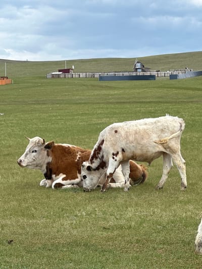 The scene depicts two cows standing on a lush green field. The lower cow is predominantly brown and white, while the upper cow is white with brown spots. They appear to be interacting with each other. The background reveals a slightly blurred landscape with buildings and fences, suggesting a rural or pastoral setting. The location is identified as Malyi Khuzhir, Russia, based on contextual information.