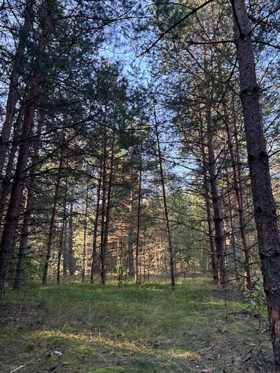 A low-angle view looks up into a dense forest of tall, slender pine trees under a bright blue sky. Sunlight filters through the upper branches, creating dappled patterns on the grassy ground and moss-covered forest floor below. The trees are closely spaced, with their rough, brown bark and sparse needles creating a thick canopy that obscures much of the sky. The undergrowth consists of long, dry grasses and patches of moss. The scene appears to be in a natural, undeveloped area, consistent with a rural setting such as the Трасцінскі сельскі Савет in Belarus. There are no people or animals visible in the image.