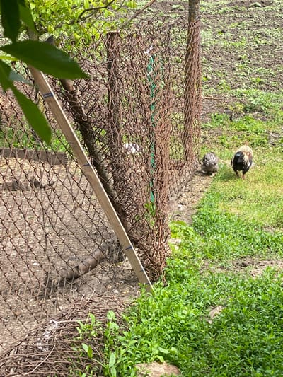 The image shows a scene in a yard, possibly in Matyashivka, Ukraine, given the prompt. A rusty chain-link fence is prominently featured in the foreground and middle ground, with a wooden board reinforcing it. Two chickens are visible on the other side of the fence, standing on grassy ground. The area beyond the fence consists of cultivated soil and patches of green vegetation. Green leaves are in the lower left corner.