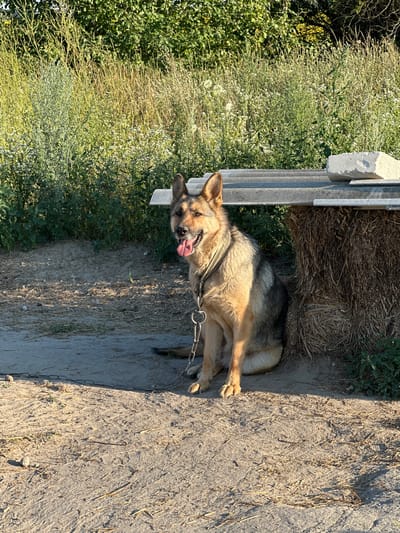 A tan and black German Shepherd dog sits tethered by a metal chain on a dirt ground. The dog is positioned to the left of a haystack, which is covered by a makeshift shelter of corrugated metal and a large stone. Behind the dog and haystack is a dense area of tall green grass and vegetation, with trees visible in the background. The scene is illuminated by sunlight, casting shadows on the ground. The dog appears to be in good health, panting with its tongue visible. The location is identified as Rozhyshche, Ukraine.
