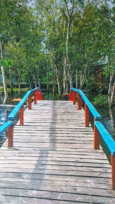 The image depicts a weathered wooden pedestrian bridge extending over a dark body of water into a dense, forested wetland environment in Palangka Raya, Indonesia, indicative of the city's riverine or peat swamp areas. The bridge consists of horizontal wooden planks and features handrails with vibrant blue top rails supported by red vertical posts on both sides, receding into the background. The surrounding water reflects the sky and the dense, lush green foliage of numerous tall trees with light-colored trunks that dominate the background; many trees appear partially submerged. In the upper right background, a dark, rustic wooden structure is partially visible amongst the trees. A smaller, dark, raised wooden platform or structure is also discernible over the water on the left side, mid-distance. No individuals are present. The scene is illuminated by natural daylight.