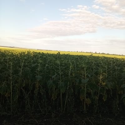 The image depicts a field of sunflowers in Slobidka, Ukraine, under a pale sky with scattered clouds. The foreground is dominated by tall, leafy sunflower stalks, their leaves dark green and some showing signs of wilting. The stalks are closely packed, creating a dense visual barrier. The ground beneath the sunflowers is dark and appears to be soil, with some dry vegetation and debris. In the background, a vast expanse of yellow sunflowers stretches towards the horizon, bathed in a soft, warm light that suggests either early morning or late afternoon. The horizon line is low, emphasizing the expansive nature of the field and the sky. No people or animals are visible in the frame. The overall impression is one of agricultural landscape and the natural beauty of a sunflower field before harvest.