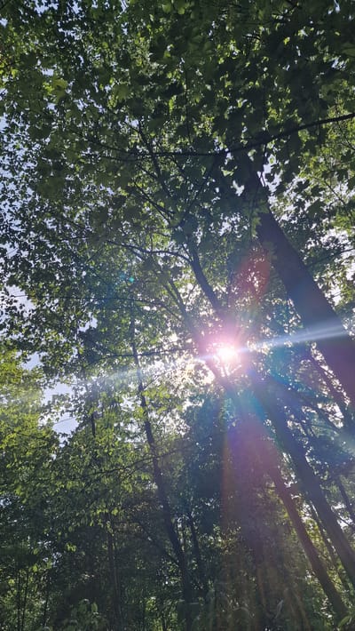 The image captures a view looking upwards through a dense canopy of green leaves and tree branches. Sunlight beams through the foliage, creating lens flare effects and casting rays of light. The sky is visible through the gaps in the leaves, appearing light blue. The scene is likely an outdoor environment, such as a park or forest, within Villingen-Schwenningen, Germany, given the context. There are no people or animals visible in the image. The focus is on the natural elements of trees, leaves, and sunlight.