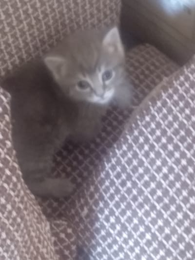 A blurry, close-up, eye-level, horizontal, full shot shows a gray kitten nestled in a textured, brown and white fabric. The kitten is lying on its side, facing the viewer with its head slightly tilted. Its eyes are open and appear to be a light blue or gray. The kitten's fur is short and appears to have some faint stripes on its body and tail. The fabric is patterned with small, diamond shapes. The background is out of focus and also appears to be the same fabric. There is no indication of location in the city of Osakarovka, Kazakhstan.