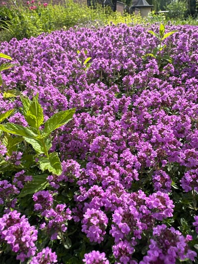 The image captures a dense bed of blooming pink-purple thyme flowers in Kosherovo, Russia. The flowers are the primary subject, filling the frame with their vibrant color and clustered formations. In the foreground, a cluster of vibrant green mint leaves emerges from the thyme, offering a contrasting texture and color. In the background, blurred greenery and hints of a brick wall and building structure suggest a garden setting within a residential or park area. The lighting indicates a sunny day, casting subtle shadows and highlighting the delicate details of the blossoms and leaves. No people are present in the scene, and no specific actions or interactions are depicted. The environment is a natural outdoor space, characterized by lush vegetation.
