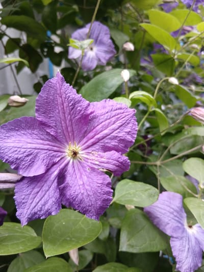 This is a close-up, eye-level, outdoor photograph of a vibrant purple clematis flower in bloom. The flower is the primary subject, filling the foreground and center of the frame. Its six petals are wide and slightly ruffled, displaying a rich purple hue with prominent darker veins radiating from the center. The stamen in the middle of the flower is a delicate yellow and brown.
Behind the main flower, other elements of the plant are visible. Several green leaves, some in sharp focus and others slightly blurred, create a lush backdrop. In the mid-ground and background, more clematis flowers and buds are present. One flower to the left is in softer focus, also displaying purple petals, and a few pale, unopened buds dot the scene, hinting at the plant's ongoing bloom cycle. The overall setting appears to be a garden or an area with climbing plants, suggested by the intertwined stems and leaves.
The lighting suggests it could be daytime, likely a bright day given the clarity of the colors and the detail in the petals. There are no people or animals in the image. No text is visible. The overall impression is one of natural beauty and the vibrancy of a flowering plant in its prime. The location context is Kholosne, Ukraine.