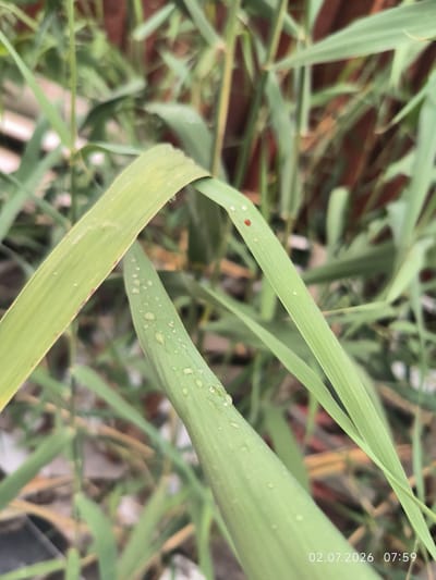 In the city of Kattasu, Uzbekistan, a close-up shot focuses on several blades of green grass, some of which are adorned with water droplets. A small, reddish-orange insect, possibly a ladybug, is visible on one of the blades. The background is blurred, with hints of a reddish-brown structure and other greenery. The timestamp "02.07.2026 07:59" is imprinted in the lower right corner of the image.