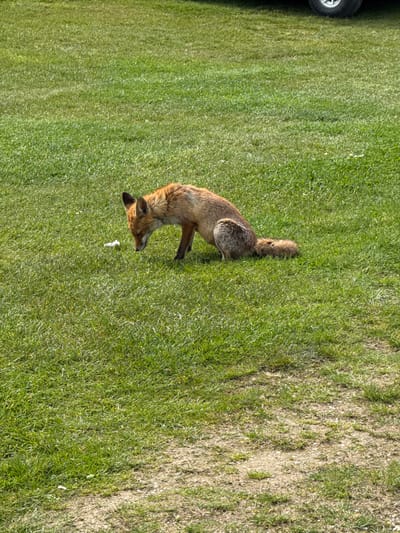 A red fox stands on a green lawn. A vehicle tire is visible in the upper left corner. The background shows dirt and sparse vegetation. The location is unknown.