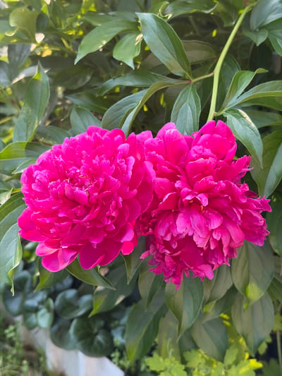 Two vibrant magenta peonies are in full bloom, their petals intricately layered and ruffled, set against a backdrop of lush green foliage. The flowers are positioned slightly off-center, with the left peony larger and more prominent than the one to its right. Sunlight filters through the leaves, casting gentle highlights and creating a soft, dappled effect on the petals and surrounding greenery. The overall scene suggests a tranquil garden setting, potentially within the city of Solnechnyi, Russia, given the typical flora and sunlight patterns for the region during blooming season. No people or other animals are visible in the frame.