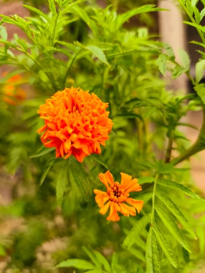 The image displays a close-up outdoor scene featuring two orange marigold flowers amidst vibrant green foliage. The primary subject is a large, fully bloomed, densely petaled orange marigold flower positioned in the upper-center of the frame. Below and to the right, a second, smaller marigold flower, exhibiting a lighter orange hue and a less developed, more open petal structure, is present. The flowers are surrounded by and emerge from a dense network of bright green leaves, which feature distinct serrated edges. The background consists predominantly of blurred green foliage, with a subtle, out-of-focus, light-colored element, possibly a wall or structure, visible in the upper-right. The scene depicts natural plant life in Teumpokteungku, Indonesia.