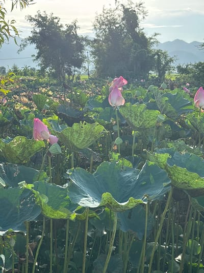 This image captures a serene lotus pond scene in Ham Thuan, Vietnam, bathed in the soft light of dawn or dusk. The foreground is dominated by a dense collection of large, vibrant green lotus leaves, many with a mottled pattern of lighter green or brown. Several pink lotus buds, tightly closed or partially open, rise from the water, their delicate petals catching the light. Some lotus seed pods, characteristic for their perforated, vase-like shape, are also visible. In the mid-ground, more lotus plants stretch towards the horizon, creating a lush tapestry of green. The background features a line of lush trees and vegetation, with the soft, hazy silhouettes of distant mountains under a sky with scattered clouds. The overall impression is one of natural beauty and tranquility.