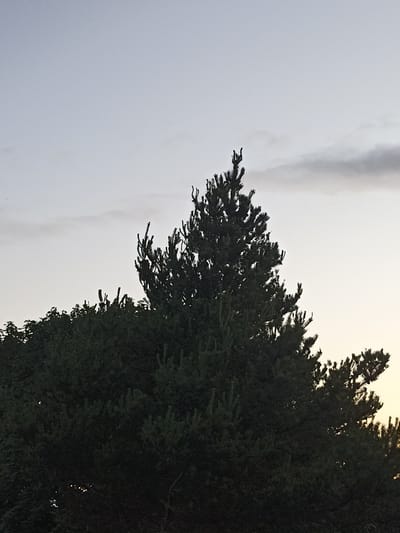 This is a photograph taken at dusk in Annagry East, Ireland. The image is dominated by the dark silhouettes of evergreen trees, primarily conifers, against a pale, overcast sky. The sky shows a gradient from a lighter, warmer tone near the horizon to a cooler, bluish-grey overhead. There are some wispy clouds present in the sky. The tops of the trees, particularly the central, tallest pine tree, are sharply defined against the sky, with individual branches and needles visible. The lower portion of the image is filled with the dense foliage of the trees, which appears dark and textured. There are no people or animals visible in the frame. The overall impression is one of a natural landscape at the end of the day.