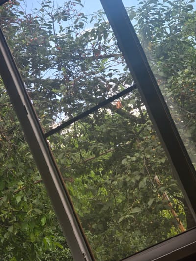 The image captures a view looking upwards through a glass roof or window, revealing a dense canopy of trees and branches. The foliage is a vibrant green, with clusters of small red and yellow berries visible on some of the branches. Sunlight filters through the leaves, creating bright spots and dappled light. The scene suggests an outdoor setting, likely a garden or park, with the glass structure implying some form of shelter or enclosure. The time of day appears to be daytime, possibly late morning or afternoon, given the bright sunlight. There are no people visible in the image, and the overall impression is one of nature and the outdoors. The framing of the view by dark, metallic window frames suggests a modern architectural element interacting with the natural environment. No visible text is present. The location context is Avtury, Russia.
