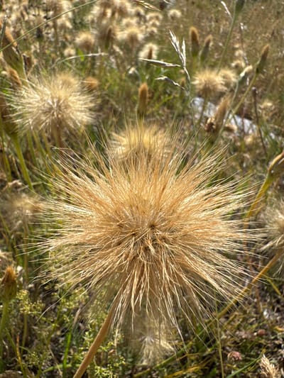The image is a close-up, eye-level shot of a field of dry, feathery seed heads. The primary subject, in the foreground and slightly to the right of center, is a large, spherical seed head that is golden brown and appears to be at the end of its life cycle. Its numerous thin, elongated filaments radiate outwards, creating a starburst effect. The background is blurred, but shows more of these seed heads and green and brown grasses and other vegetation, suggesting a dry, natural environment. There are no people, animals, or man-made objects clearly visible. The lighting is natural, suggesting it was taken outdoors during the day, possibly in the late afternoon due to the warm, golden tones. The location is identified as Bukovac, Montenegro.