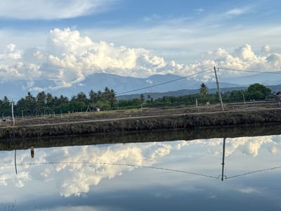 A wide-angle, eye-level shot captures a serene landscape at what appears to be a shrimp farm in Grong Grong Capa, Indonesia. The foreground is dominated by a calm body of water, perfectly mirroring the sky and the land beyond. The water's surface is dark and reflective, with faint ripples breaking the otherwise smooth expanse.
The middle ground features a raised bank of dark soil, likely the edge of cultivated ponds. Along this bank, sparse vegetation and dry grass grow, interspersed with numerous wooden stakes and poles, some of which have wires attached. A single, weathered wooden post stands out in the water, a solitary vertical element against the horizontal landscape.
Further back, a line of lush green palm trees stretches across the horizon, suggesting a tropical environment. Behind the trees, a range of soft, blue-hued mountains forms the backdrop, their peaks softened by distance and atmospheric haze. Above the mountains, a vast sky unfolds, painted with a dynamic mix of bright white cumulus clouds and streaks of lighter clouds against a clear blue expanse.
The overall impression is one of tranquility and natural beauty, with the mirrored reflection in the water adding a sense of depth and symmetry. There are no people or animals visible in the frame. The scene is a testament to the peaceful, rural landscape of Grong Grong Capa.