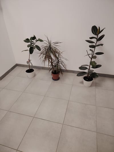The image shows a corner of a room with a white wall and a tiled floor. Three potted plants are positioned against the wall. The plant on the left is a young Ficus, in a white pot, with a small checkered ribbon tied around its stem. The middle plant is a Dracaena, in a terracotta pot with a blue saucer. The plant on the right is also a Ficus, taller than the one on the left, in a white pot. The floor is made of square, light-colored tiles. The scene appears to be indoors, possibly in a residential or office space in Chaiky, Ukraine, as suggested by the provided location.