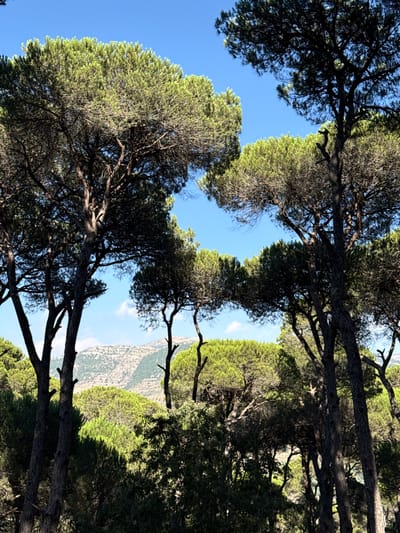 The image depicts a dense forest with tall pine trees dominating the foreground. The trees have dark, textured bark and their branches are laden with green needles, forming a canopy that creates pockets of shadow and light. Through the gaps in the trees, a hazy, mountainous landscape is visible in the background under a clear blue sky with a few wispy clouds. The overall impression is of a natural, outdoor setting in a mountainous region. Based on the description, this is likely the pine forest of Bkassine, Lebanon, a region known for its extensive pine woodlands.