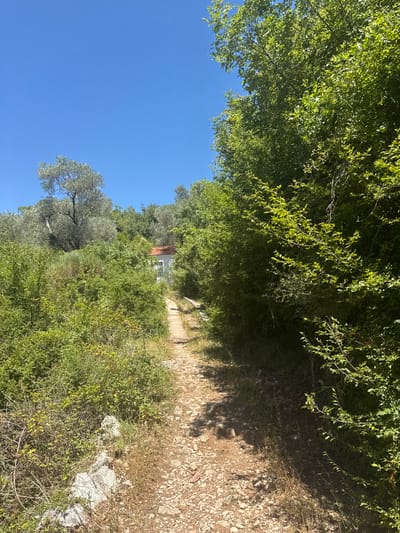 A dirt path winds through dense green foliage under a clear blue sky. On the left side of the path, an olive tree with silvery-green leaves stands tall. In the distance, a small white building with a red tile roof is visible, partially obscured by the surrounding trees. The path is uneven, composed of small stones and dirt, with dry grass and scattered rocks lining its edges. The overall impression is one of a secluded, natural environment, possibly in a rural area such as Čučuci, Montenegro.