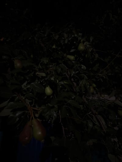 The image shows a close-up of a pear tree at night in Shulhynka, Ukraine. The pears are green and some are beginning to turn reddish-brown. The leaves are dark green and lush. The scene is dimly lit, with only a faint glow illuminating the fruit and foliage. It appears to be an outdoor setting with the natural night sky as the backdrop.