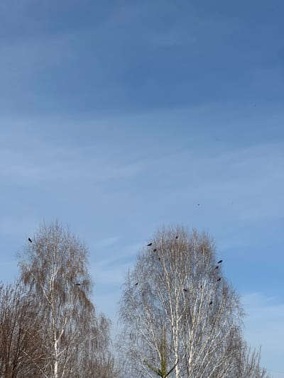 The image captures a serene, upward view of a bright blue sky partially framed by two large deciduous trees, likely birches, with their bare, intricate branches. The perspective is from directly below, looking up towards the sky.
Numerous black birds, appearing to be crows or rooks, are perched on the white and brown branches of the trees, particularly on the tree dominating the middle-right side of the frame. Their dark forms stand out against the lighter bark and the sky.
The sky itself is a vibrant blue with some very faint, wispy clouds streaking across it. Many more small dark specks are visible throughout the sky, indicating other birds in flight. Some of these flying birds appear to be in loose formations or lines, particularly noticeable in the upper left and upper right areas of the sky.
The bare branches of the trees suggest the season is either late autumn or winter. The bright, clear sky indicates a sunny daytime, likely late morning or early afternoon. The overall atmosphere is calm and natural. There are no people or man-made objects visible, focusing entirely on nature. No text is visible in the image.
This natural scene is set in Савиново, Russia.