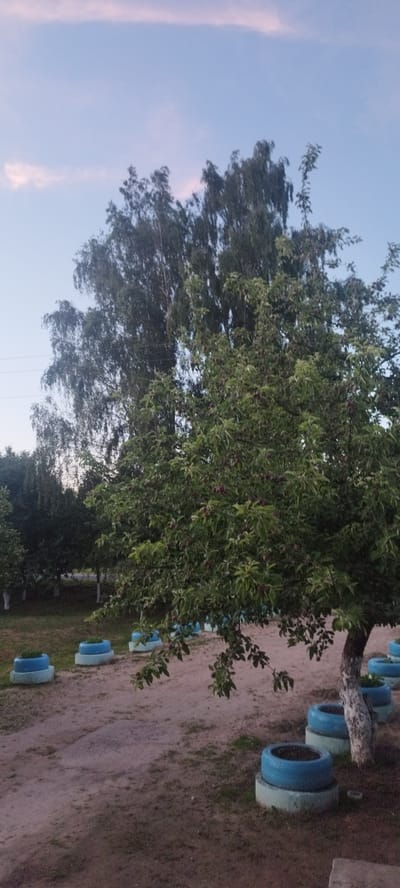 This is a vertical, medium-shot, outdoor photograph taken at dusk. The scene depicts a rural setting in Belarus, likely within the Sin'kovskiy Sel'skiy Soviet. A large, leafy tree with dark fruit dominates the foreground, its branches reaching across the frame. Behind it, a taller, more slender tree, possibly a birch, stands with its characteristic pale bark.
In the middle ground, a dirt path winds through the scene. Along the edge of the path, a line of planters made from stacked, painted tires is visible. These planters, a common DIY garden feature, are painted in bright blue and light green. Some contain small, green plants. The ground is covered with dry grass and dirt.
The sky above is a soft, pale blue, transitioning to a lighter hue near the horizon. A thin, wispy band of pale pink cloud is visible across the upper portion of the frame, suggesting the sun has recently set. The overall mood is peaceful and serene, characteristic of a quiet evening in the countryside. No people are visible, and there is no discernible text in the image. The lighting indicates it is twilight, shortly after sunset.