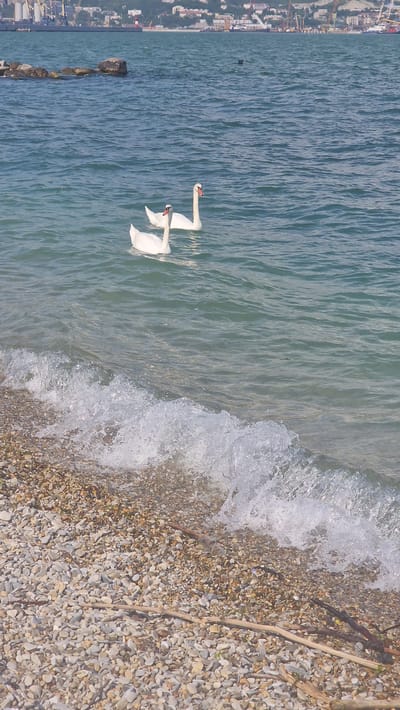 The image shows a natural scene of a shoreline with two white swans swimming in the water. The foreground is a pebble beach with some driftwood. The water is a light blue-green color, with small waves lapping at the shore. In the background, there is a distant city skyline with buildings and cranes, suggesting an urban or industrial area. The sky is clear and blue. The image captures a serene moment with the swans as the central subjects. This scene is typical of the coastal area of Shirokaya Balka, Russia, a resort town located on the Black Sea coast, known for its beaches and natural beauty.