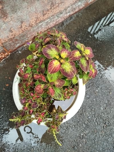 A potted coleus plant with variegated leaves of green, yellow, and deep red sits in a white planter on a wet, dark asphalt surface. The planter is partially submerged in a puddle of water, reflecting a pattern of diagonal lines. To the left of the planter is a textured, reddish-brown wall with peeling paint. The overall scene is outdoors, suggesting it might be after rain. There is no indication of the city of Kabanbay, Kazakhstan.