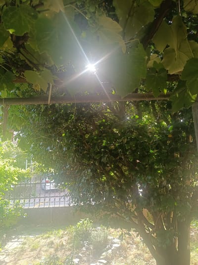 The image depicts an outdoor scene, likely a garden or yard, under bright sunlight. The sun is directly visible, creating a strong lens flare and washing out parts of the image with light. Green foliage, including large leaves from what appears to be a grape vine, dominates the upper portion of the frame, casting shadows. Below the vine, a dense canopy of smaller green leaves from a tree is visible. In the background, a decorative metal fence runs horizontally, behind which a portion of a white car is visible on a road. A low concrete wall is situated in front of the fence, and dry grass and some low-lying plants are present in the foreground. The scene suggests a warm, sunny day. The presence of a Swiss license plate on the visible car suggests the location is in Switzerland. Given the provided context, this scene is located in Serravalle, Switzerland.