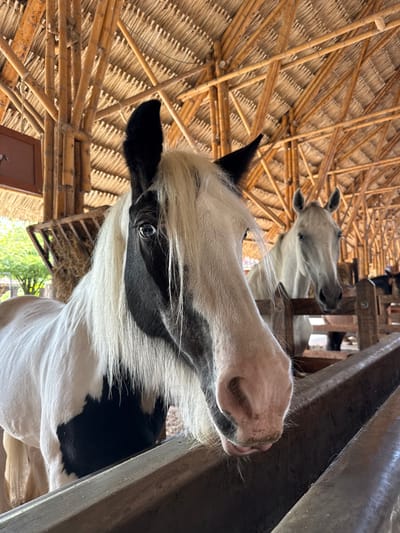 This image depicts a stable interior in Quimbaya, Colombia, housing two horses. In the foreground, a piebald horse with a white body and prominent black markings, including a patch covering its right eye and part of its face, is featured. Its long, white mane and forelock partially obscure its left eye. The horse's light-colored muzzle appears soiled, and its tongue extends slightly over a wooden feeding trough. A second, light-colored horse is visible in the midground, standing behind a wooden barrier and also facing forward. The stable structure features a thatched roof supported by a complex lattice of bamboo poles forming the framing. Natural light illuminates the scene, with green foliage visible outside the structure to the left. A hay feeder containing hay is present in the background on the left. No human subjects are visible within the frame.