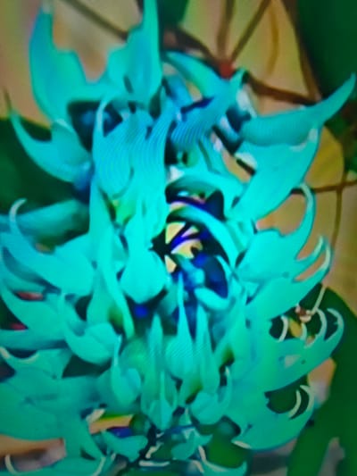 The image shows a close-up of a bright turquoise flower with layered petals. The background is blurred and appears to be green and yellow, suggesting foliage. The flower's center is a darker shade, with hints of blue and yellow. The image is pixelated, indicating it might be a digital photograph or a screen capture. There is no discernible information about the city of Çiğli, Turkey, or any people or specific actions within the image.