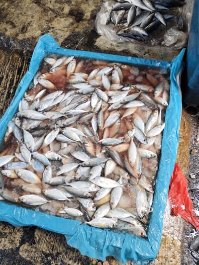 A rectangular blue plastic container filled with small silver fish on ice. Some of the fish are slightly pink in color, covered with blood. The container sits on a rough, possibly concrete floor. A bag of similar fish can be seen on the floor nearby. A crumpled red plastic bag sits to the right of the container.