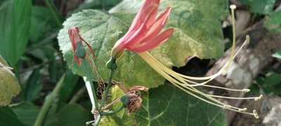 A close-up, angled, outdoor shot shows a flowering plant with delicate, tubular, coral-pink petals and long, thin, pale yellow stamens. The flower is in focus, with a large, textured green leaf serving as the background. Some of the flower's stamens are extended and have small, granular, yellowish anthers. There are also several small, green, bulbous seed pods visible on the plant's stem. The stem is green and thin, with some dried, wispy material clinging to it. The background is a blur of green foliage and a rough, brown branch. The lighting suggests it is daytime. The image was taken in Blangjruen, Indonesia.