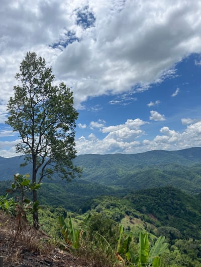 A lone tree stands prominently in the foreground on a hillside overlooking a vast expanse of lush, green mountains stretching into the distance. The sky above is a vibrant blue, dotted with fluffy white clouds that cast soft shadows across the landscape. The foreground features dry brush and some banana plants, suggesting a rural or wild setting. The overall impression is one of natural beauty and tranquility, with the majestic mountains and dynamic sky creating a sense of awe. The specific location in Son Dien, Vietnam, implies a Southeast Asian geographical context.