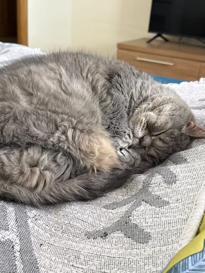 A gray cat is curled up and asleep on a patterned blanket. The cat's face is pressed against its paws, and its tail is curled around its body. The blanket has a geometric pattern in shades of gray and white. A cabinet and a television are visible in the background. The image was taken indoors. The location is Zanevka, Russia.