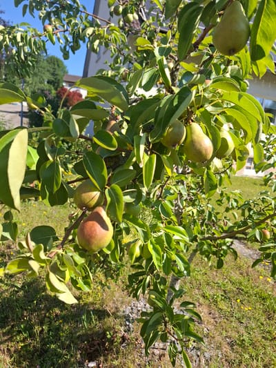 A close-up, eye-level shot captures a pear tree branch laden with ripening pears and lush green leaves, set against a backdrop of a suburban area in Klettgau, Germany. The sun casts bright highlights on the foliage and fruits, indicating a clear, sunny day. The pears vary in color, from pale green to reddish-brown, with some showing slight blemishes. Scattered yellow wildflowers dot the grassy ground beneath the tree, and a portion of a building with a light-colored facade is visible in the upper right background. The overall impression is one of a peaceful, late summer scene in a residential setting.