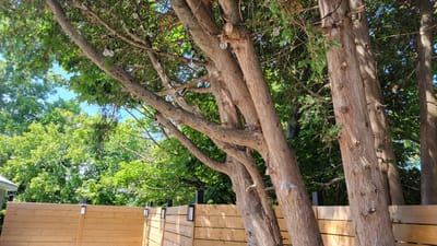 The image depicts an outdoor scene with a focus on a cluster of tall, mature trees with exposed, rough bark. String lights with visible bulbs are suspended from the branches of these trees. In the foreground, a light-colored wooden privacy fence runs horizontally across the frame, topped with several black post caps that have integrated light fixtures. Behind the fence and trees, lush green foliage from other trees forms a dense backdrop. The sky is visible in patches through the canopy. The location is identified as Terrebonne, Canada. No people or discernible actions are present in the image.