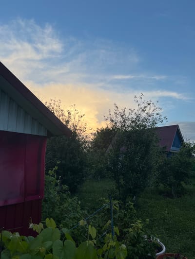 This image, captured in Amirovo, Russia, depicts a rural or garden scene during either sunrise or sunset. In the immediate foreground, to the left, is the corner of a building, possibly a shed or small dwelling, featuring vertical light blue/grey siding on its upper section and a darker maroon-red lower panel, possibly translucent. The building's dark maroon roof edge is visible. Green foliage, including large, broad leaves consistent with vines, occupies the lower left corner and extends into the midground. A thin blue rope or cord is visible horizontally in the lower midground, among dense green vegetation. To the right, a white planter pot is partially visible. Further in the midground, an abundance of dark green trees and bushes obscures much of the landscape. In the background, partially hidden by the trees, is another building with a dark maroon roof and light blue siding on its visible gable end. The sky above transitions from a clear, medium blue at the zenith to a warm, golden-yellow hue near the horizon, with sparse, wispy white clouds scattered across the blue portion. No individuals, animals, or specific actions are discernible.