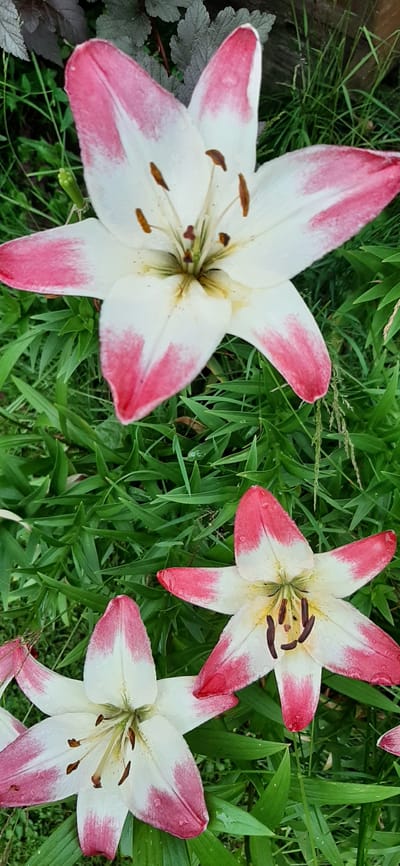 A close-up, top-down view of three white and pink lilies blooming in a garden. The lilies are the primary subjects, with their petals showing a gradient of white to pink at the tips. The stamens and pistils are visible in the center of each flower. The lilies are surrounded by lush green grass and some darker, textured foliage in the background. The lighting suggests it is daytime, with some dew or water droplets visible on the petals. The scene is consistent with a garden located in a rural area, potentially a dacha or a private garden in Былина Снт, Russia. There are no people or human activity depicted in the image.