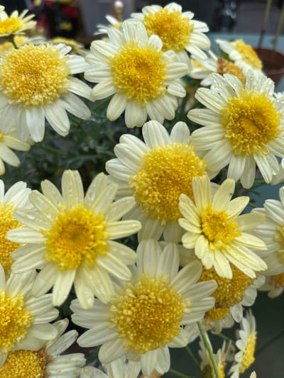This is a close-up, overhead shot of a cluster of white and yellow daisies. The flowers fill the frame, with their petals slightly curled and many showing small water droplets, suggesting recent rain or dew. The centers of the daisies are a vibrant yellow, with a textured, almost fuzzy appearance. Some of the petals have a subtle yellow tint, particularly towards the center. The background is a soft blur of dark green foliage and hints of a light blue surface, possibly a table or balcony. The lighting appears to be natural, creating soft shadows and highlighting the delicate details of the flowers. There is no visible text in the image. The overall impression is one of fresh, natural beauty, possibly captured in a garden or on a windowsill in Annalong, United Kingdom.