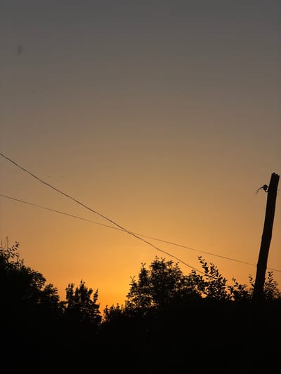 A silhouette of trees and a utility pole against a dusky sky is depicted. The sky transitions from a pale grey at the top to a vibrant orange near the horizon. Power lines are visible, stretching diagonally across the frame. The trees are densely packed, creating a dark, undulating line at the bottom of the image. A single, weathered utility pole stands on the right side, with visible insulators attached. Two small birds are flying in the sky. The image appears to be taken in Novosilka, Ukraine.