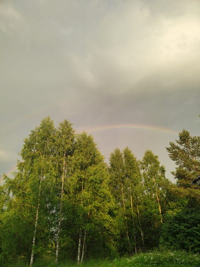 A double rainbow arcs across a cloudy sky, its vibrant colors faintly visible against the muted grey. Below the rainbow, a stand of tall birch trees with lush green leaves fills the lower half of the frame. Their slender white trunks are interspersed with darker foliage. To the right, a darker pine tree with feathery needles stands out. The foreground is a dense patch of green grass dotted with small white wildflowers, suggesting a natural, possibly rural, setting. The lighting indicates it is likely late afternoon or early evening, as the sunlight filters through the clouds, illuminating the leaves of the trees. The overall mood is serene and somewhat dramatic, with the presence of the rainbow hinting at recent rain. The location context is Talitsa, Russia. No people or text are visible in the image.