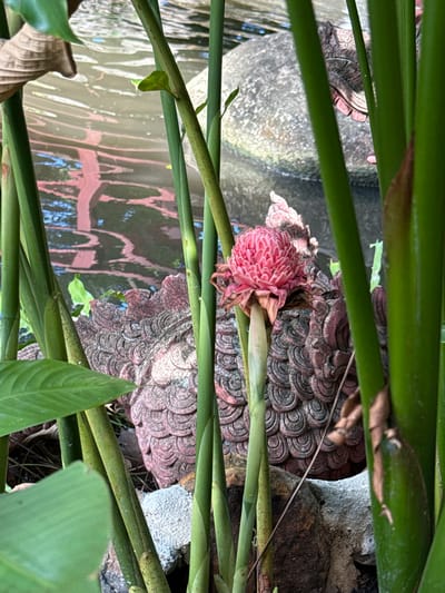 The image shows a pink torch ginger flower surrounded by green stalks and leaves. The flower is partially withered, with some brown tips on its petals. Behind the flower, there is a stone sculpture with a textured, patterned surface. Water with reflections of pink and blue is visible in the background. The environment suggests a garden or natural setting. The location is Samrong Nuea Subdistrict Municipality, Thailand.