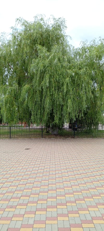 A weeping willow tree with lush green foliage dominates the center of the image, its branches cascading downwards. Behind the tree, a black metal fence encloses an area with grass and a tree trunk. In the foreground, a paved walkway made of interlocking rectangular bricks in shades of pink, yellow, and gray stretches towards the viewer. The scene appears to be an outdoor public space, likely a park or a promenade, in the city of Kirsanov, Russia. The sky above is overcast.